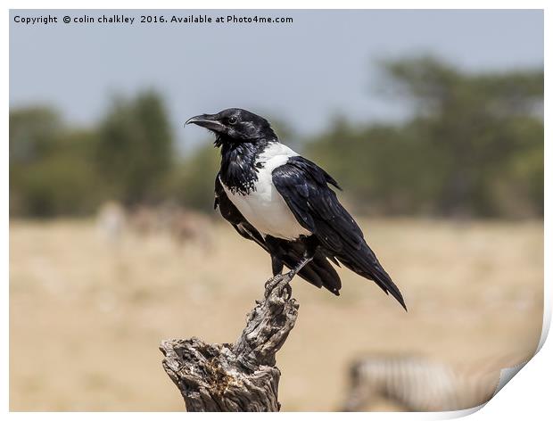 Namibian Pied Crow Print by colin chalkley