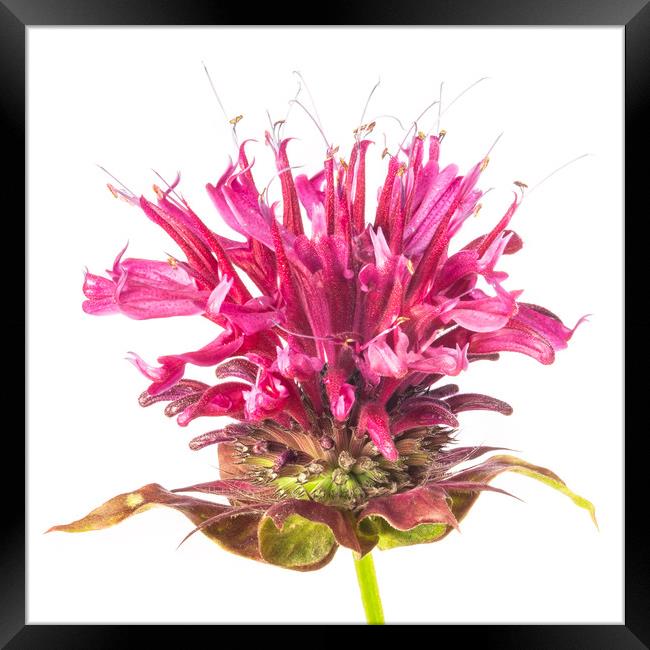 Wild Bergamot also known as Bee Balm Framed Print by Jim Hughes