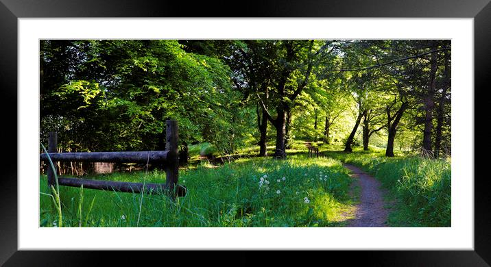 Wooded Path Framed Mounted Print by Thomas Richardson