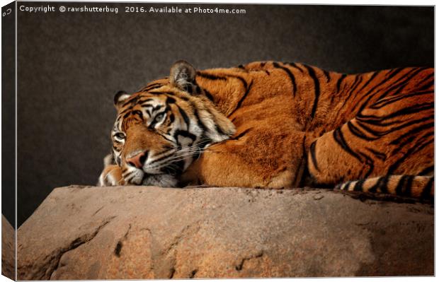 Resting Sumatran Tiger Canvas Print by rawshutterbug 