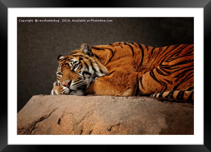 Resting Sumatran Tiger Framed Mounted Print by rawshutterbug 