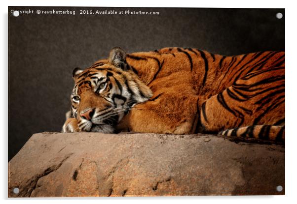 Resting Sumatran Tiger Acrylic by rawshutterbug 