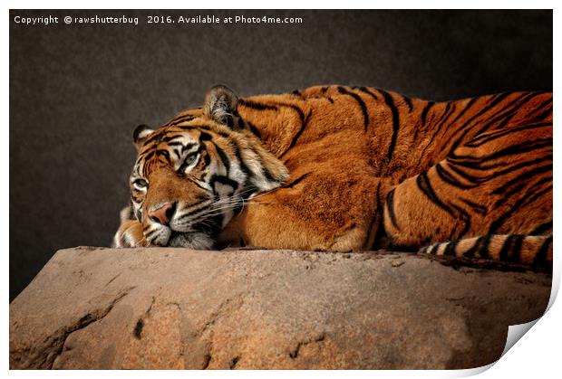 Resting Sumatran Tiger Print by rawshutterbug 