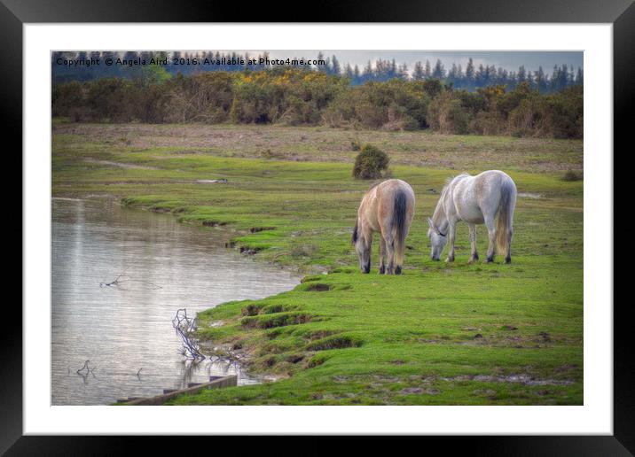 New Forest Ponies Framed Mounted Print by Angela Aird