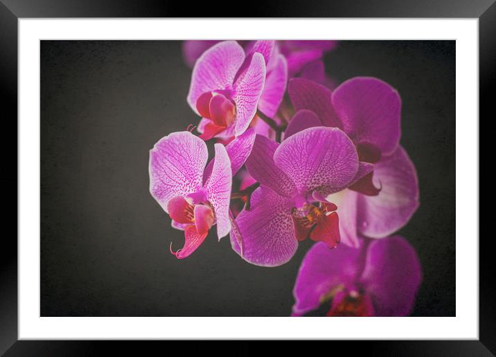 Fuschia Orchid. Framed Mounted Print by Becky Dix