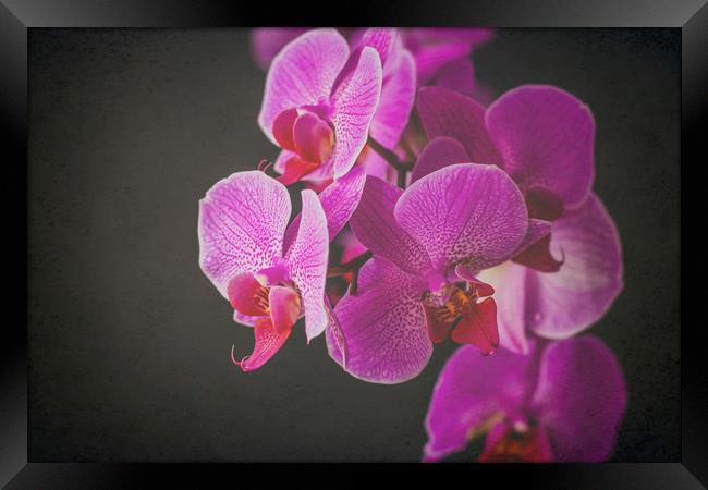 Fuschia Orchid. Framed Print by Becky Dix