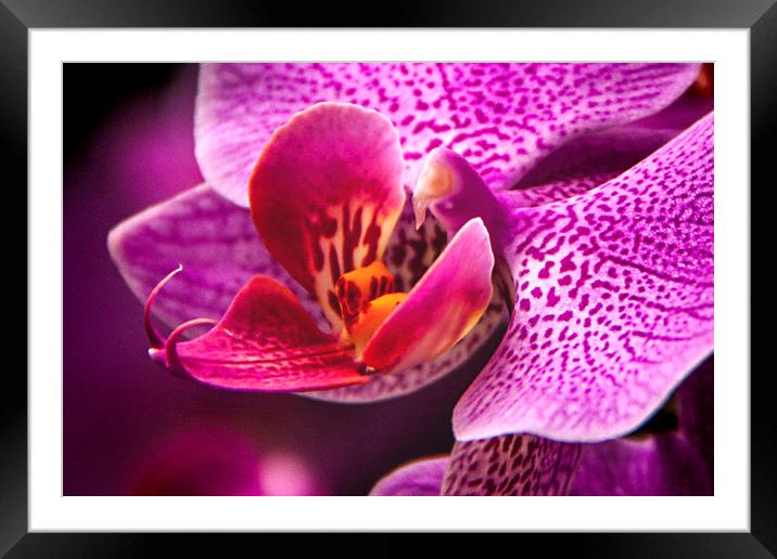 The Beautiful Orchid. Framed Mounted Print by Becky Dix