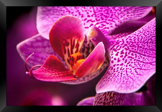 The Beautiful Orchid. Framed Print by Becky Dix