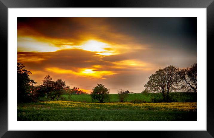 Golden Glow. Framed Mounted Print by Becky Dix