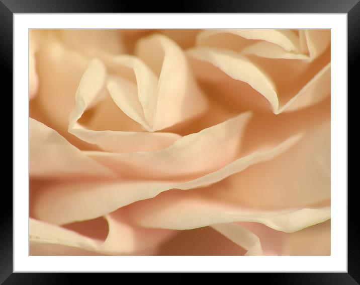 A Rose Framed Mounted Print by Julie Coe