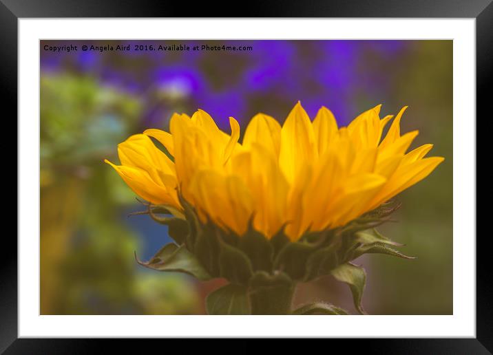 Sunny Framed Mounted Print by Angela Aird