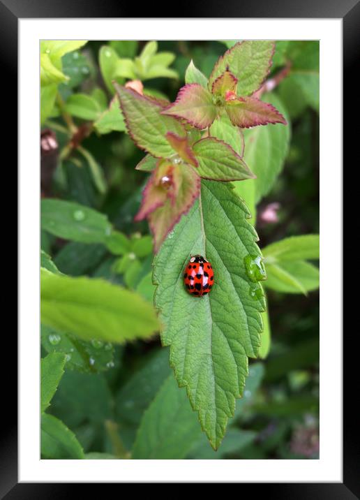 ladybug on leaf Framed Mounted Print by Marinela Feier