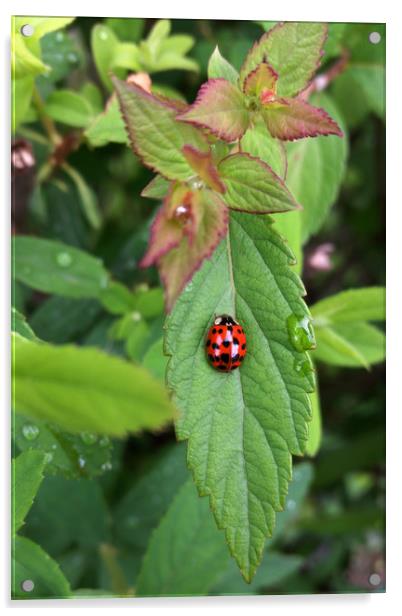 ladybug on leaf Acrylic by Marinela Feier