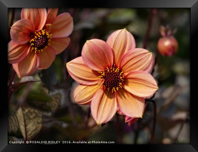 "DAHLIA TRIO" Framed Print by ROS RIDLEY