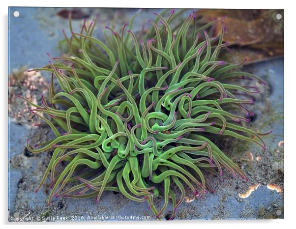 Green Sea Anemones Acrylic by Susie Peek