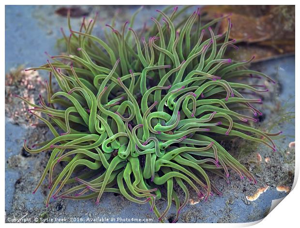 Green Sea Anemones Print by Susie Peek
