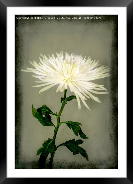 White Chrysanthemums Framed Mounted Print by Michael Greaves