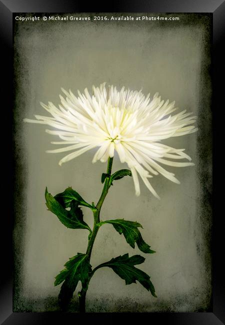 White Chrysanthemums Framed Print by Michael Greaves