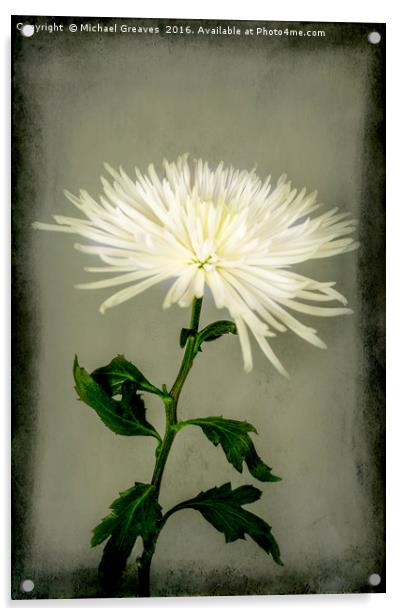 White Chrysanthemums Acrylic by Michael Greaves
