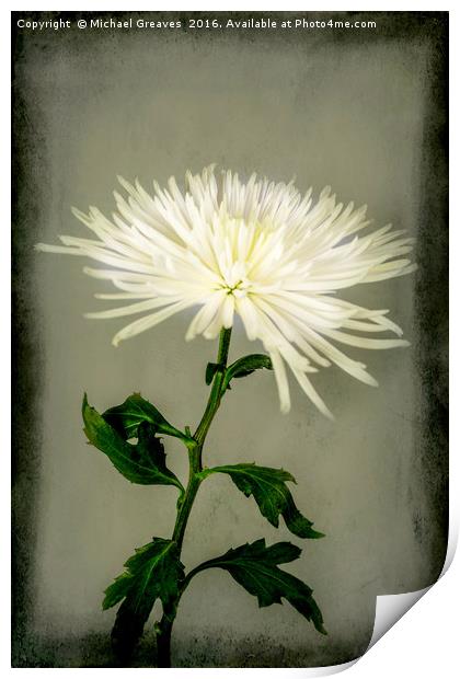 White Chrysanthemums Print by Michael Greaves