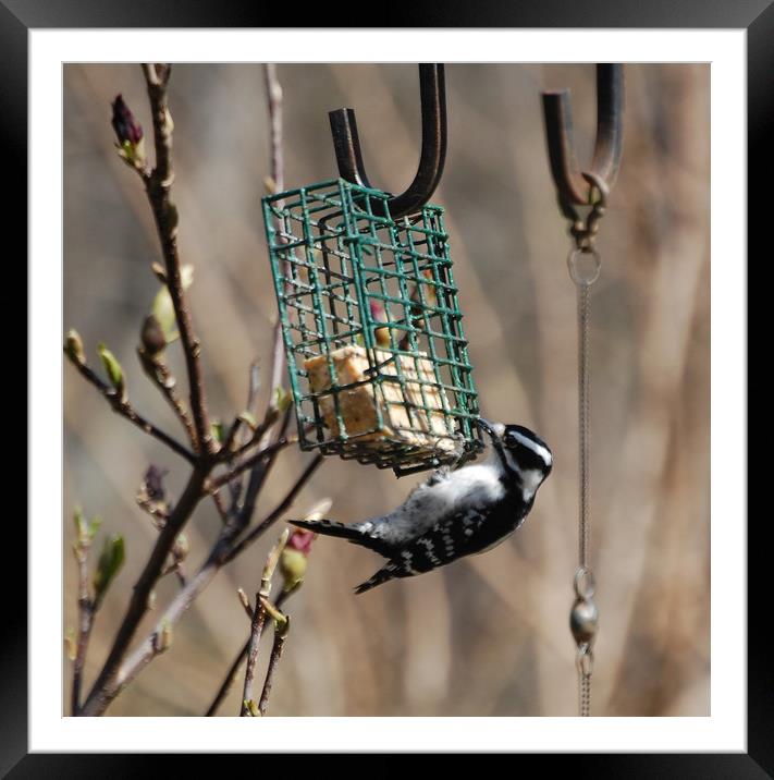 Woodpecker Dining  Framed Mounted Print by james balzano, jr.