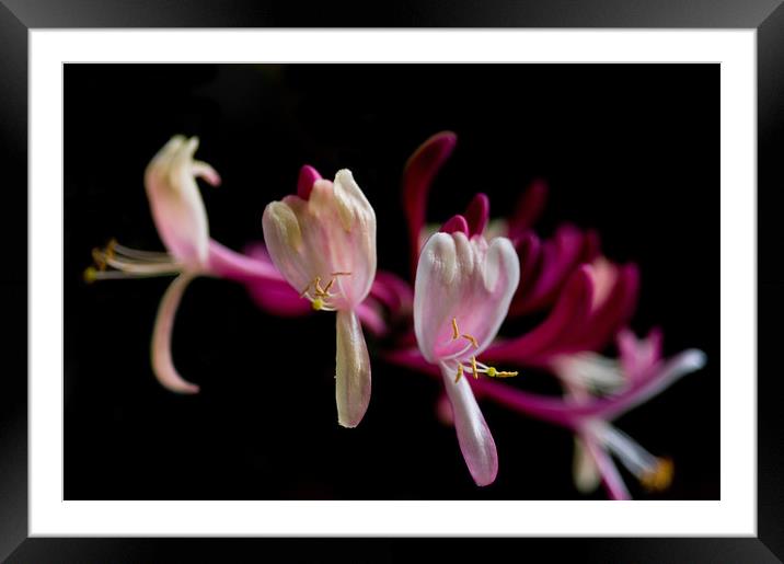 Flower of the Night Framed Mounted Print by Jacqi Elmslie