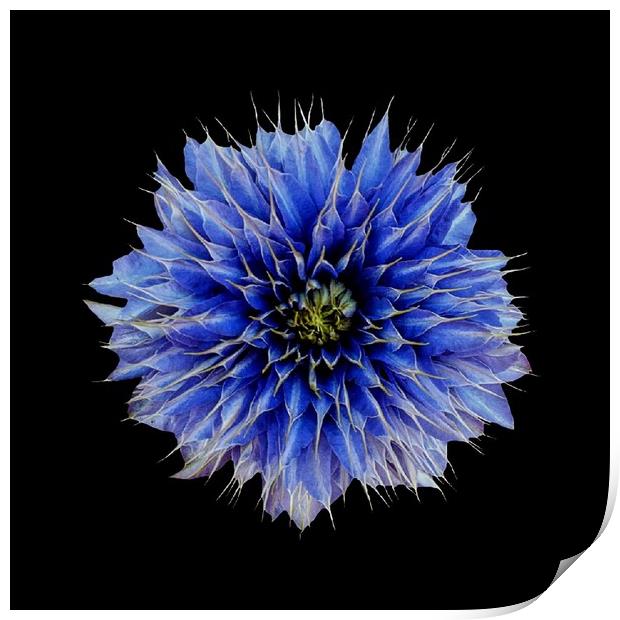 Blue Clematis Print by Henry Horton