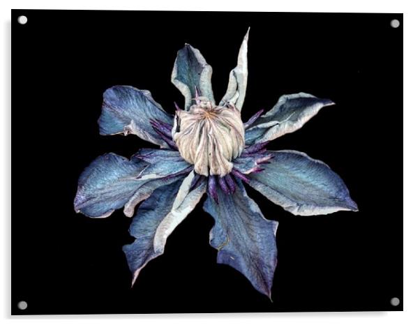 Blue Clematis Acrylic by Henry Horton