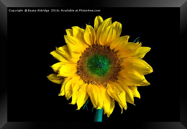 Sunflower Framed Print by Beata Aldridge