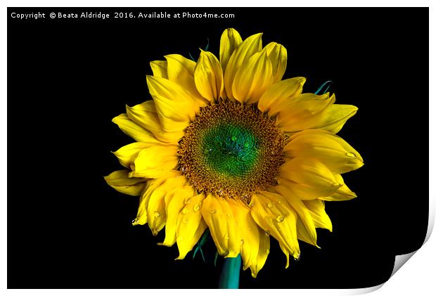 Sunflower Print by Beata Aldridge