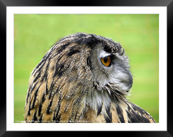 Eurasian Eagle Owl Framed Mounted Print by Rhonda Surman
