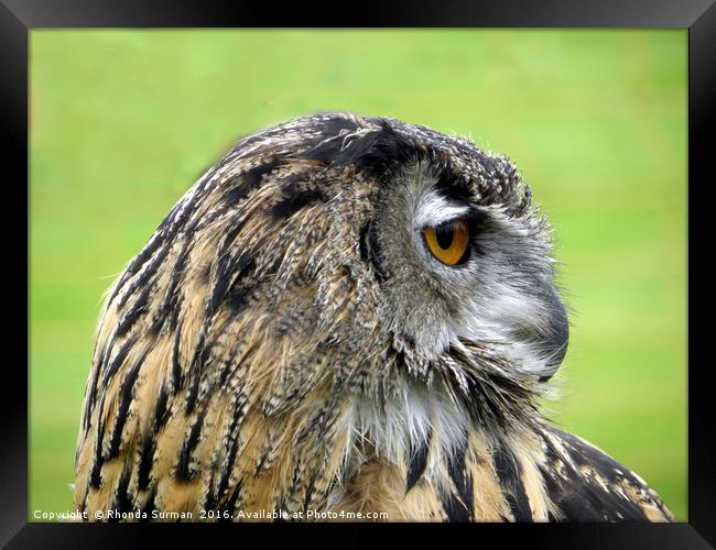 Eurasian Eagle Owl Framed Print by Rhonda Surman