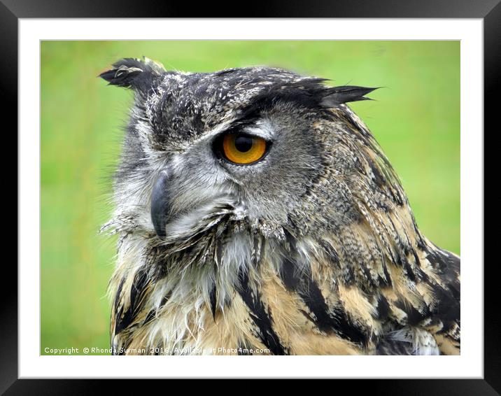 Eurasian Eagle Owl Framed Mounted Print by Rhonda Surman