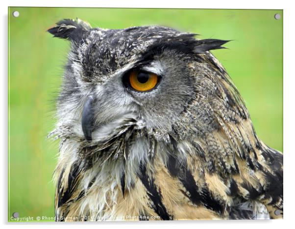 Eurasian Eagle Owl Acrylic by Rhonda Surman