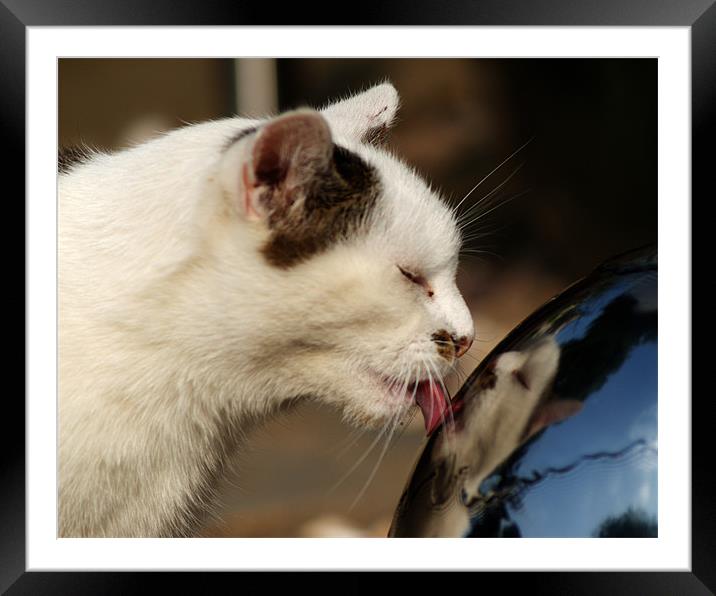 Cat that got the water from our water feature Framed Mounted Print by Chris Day