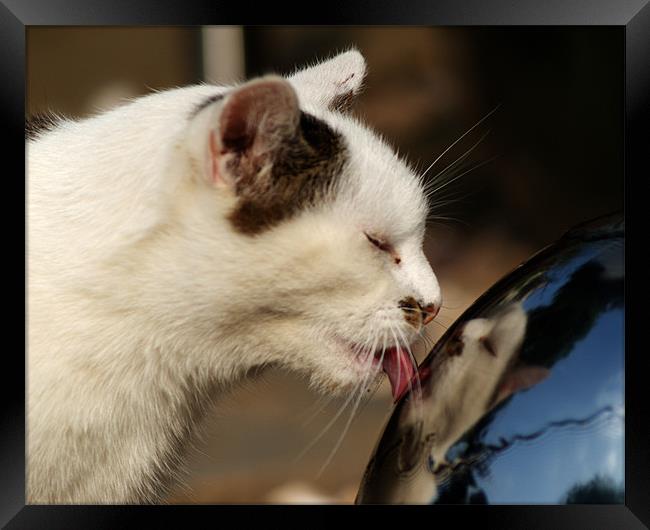 Cat that got the water from our water feature Framed Print by Chris Day