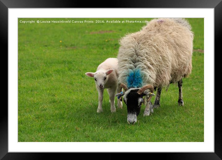 Swaledale sheep with lamb Framed Mounted Print by Louise Heusinkveld