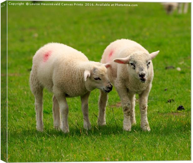 Twin lambs in spring Canvas Print by Louise Heusinkveld