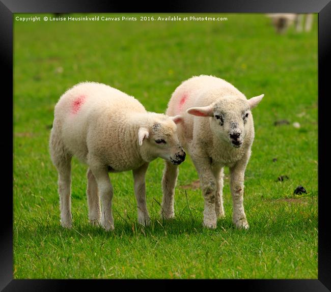 Twin lambs in spring Framed Print by Louise Heusinkveld