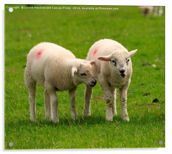 Twin lambs in spring Acrylic by Louise Heusinkveld