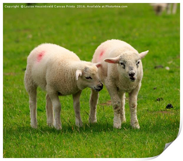 Twin lambs in spring Print by Louise Heusinkveld