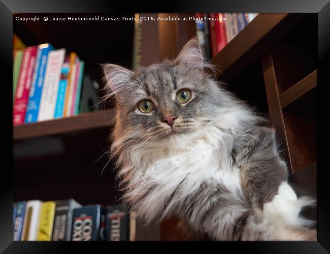 Handsome grey tabby cat on a shelf in the library Framed Print by Louise Heusinkveld