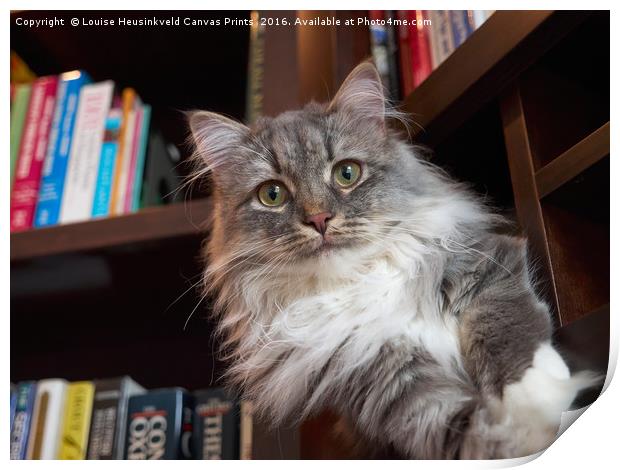 Handsome grey tabby cat on a shelf in the library Print by Louise Heusinkveld