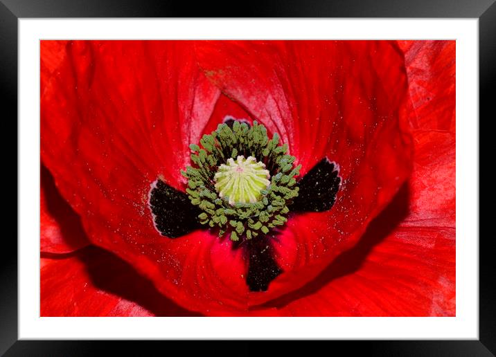 Red Poppy Framed Mounted Print by JC studios LRPS ARPS