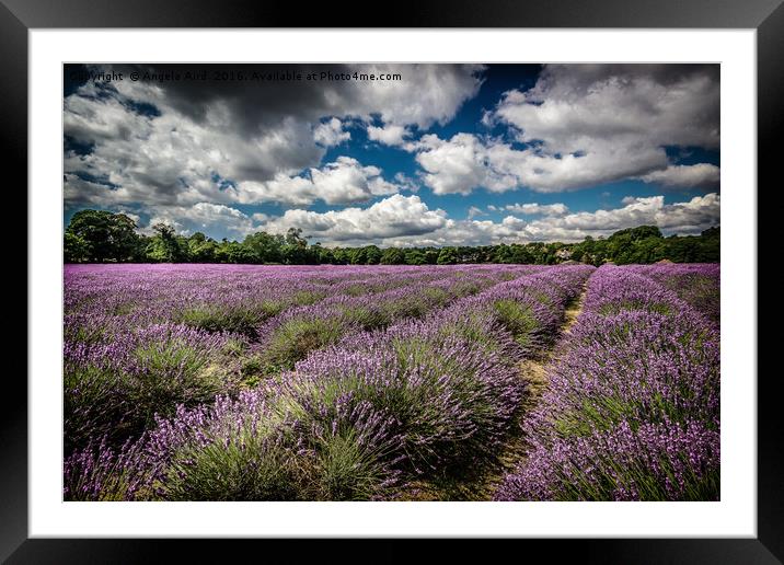 Lavender Field Framed Mounted Print by Angela Aird