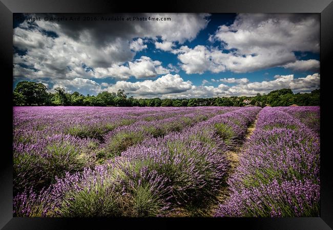 Lavender Field Framed Print by Angela Aird