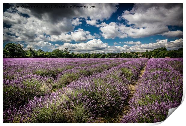 Lavender Field Print by Angela Aird