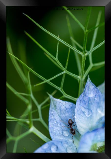 Nigella Ant Framed Print by Peter Bunker