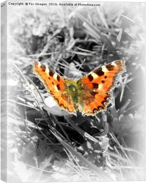  Tortoiseshell Butterfly Canvas Print by Derrick Fox Lomax