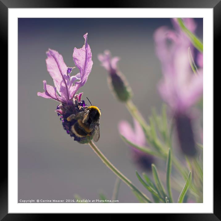 Summer & such a busy bee... Framed Mounted Print by Corrine Weaver